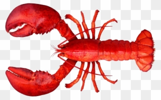 Lobster And Shrimp Difference Clipart