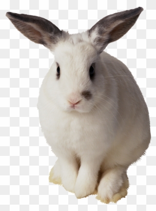 Imagens Png Coelhos Da Pascoa - Transparent Background Rabbit Transparent Clipart