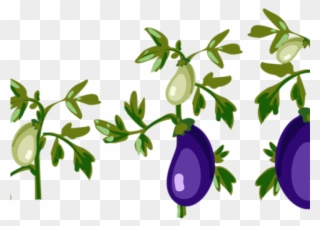 Eggplant Clipart Leaf - Cartoon Tomato Plant Png Transparent Png