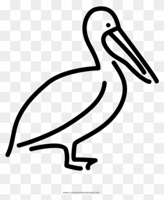 Pelican Coloring Page - Duck Clipart