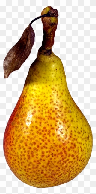 398 X 800 1 - Pear Clipart