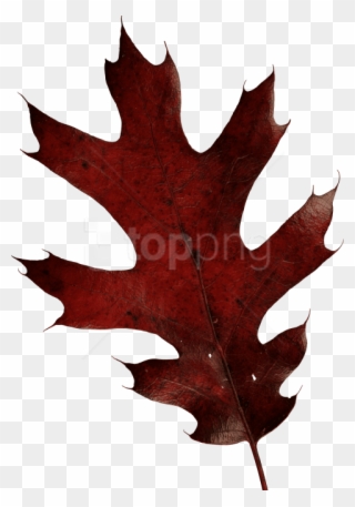 Free Png Download Autumn Leaves Clipart Png Photo Png - Red Oak Leaf Transparent