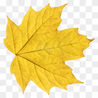 Free Png Download Autumn Leaves Clipart Png Photo Png - Autumn Leaves Yellow Transparent Png