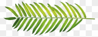Palm Fronds, Tree Clipart, Ferns, Leaves, Nature, Polyvore, - Watercolor Tropical Leaves Png Transparent Png