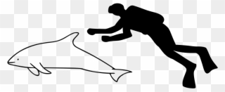 320 × 142 Pixels - Pygmy Sperm Whale Size Clipart