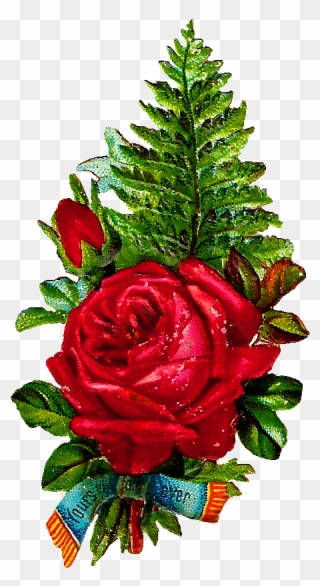 Red Rosesfernsclip Art - Floribunda - Png Download