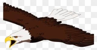 Kiwi Bird Clipart White Background - Philippine Eagle Cartoon - Png Download