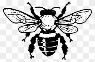 Free Honey Bee Drawing Download Free Clip Art Free - Bee Clip Art Free Black And White - Png Download