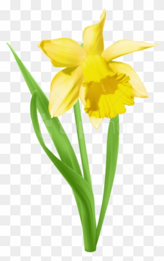 Daffodil Transparent Png - Daffodil With No Background Clipart