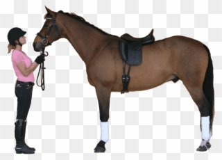 Equestrian Imports Your Full Service On Line Source - Dressage Saddles On Horses Clipart