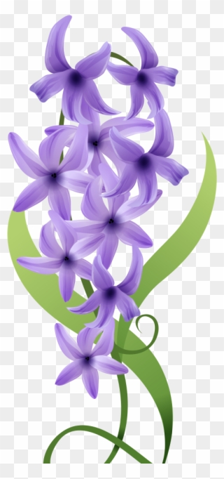 Pin - Hyacinth Clipart
