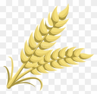 Free Png Wheat Png Images Transparent - Clipart Of Grain