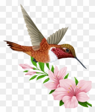 Muguet 30 Flo T - Rufous Hummingbird Clipart
