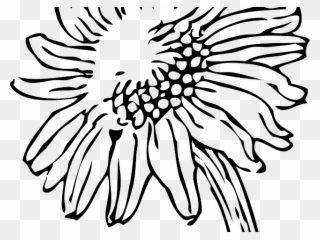 Sunflowers Clipart Sketch - Transparent Sunflower Clipart Black And White - Png Download