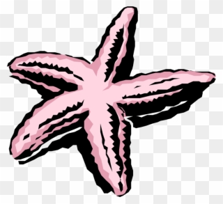 Vector Illustration Of Pink Marine Invertebrate Starfish - Illustration Clipart