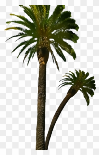 Date Palm Clipart Royal Palm - دعاء الثبات على الولايه - Png Download