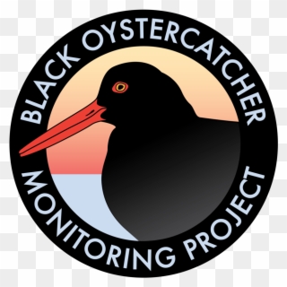 Black Oystercatcher Clipart