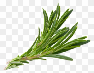 Hair Herb Thymes Rosemary Herbs Download Free Image - Rosemary Transparent Png Clipart