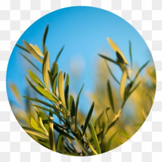 The Olive Leaf - Grass Clipart