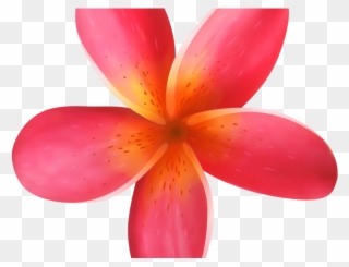 Exotic Clipart Moana - Tropical Flower Illustration Png Transparent Png