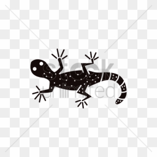 Download Lizard Png Transparent Images Transparent - Marbled Salamander Clipart