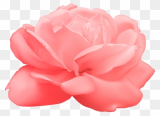 View Full Size - White Rose Png Clipart