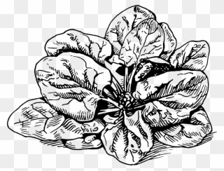Spanakopita Banitsa Spinach Lasagne Vegetarian Cuisine - Black And White Spinach Clip Art - Png Download