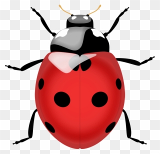 Png Photo, Free Printables, Clip Art, Ladybug, Clean - Ladybug Png Transparent Png