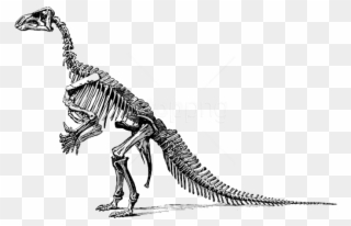 Free Png Download Tyrannosaurus Fossil Skeleton Png - Clipart Of Dinosaur Bones Transparent Png