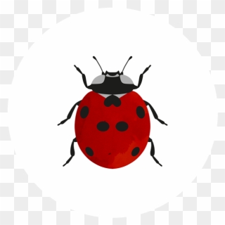 1 On Behance Art Thou, Beetle, My Friend, Insects - Ladybug Clipart