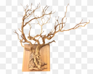 Natural Sprawling Tree Root Wall Hanging Chairish - Driftwood Clipart