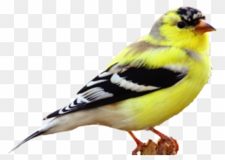 Canary Clipart - American Goldfinch - Png Download
