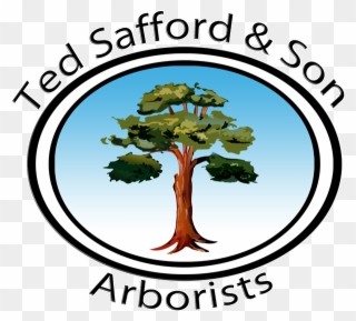 Certified Arborists & Tree Care Specialists Licensed - Tree Clipart