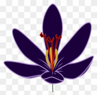 Crocus Clipart Violet Flower - Transparent Saffron Flower Png