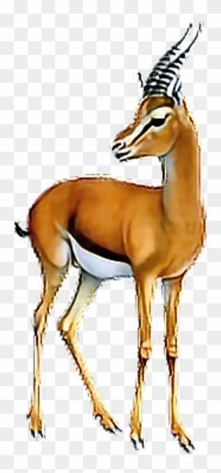 #antelope #gazelle #animals #terrieasterly - Thomson's Gazelle Png Clipart