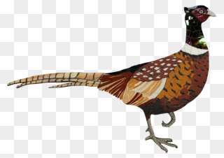 Gallery - Ring-necked Pheasant Clipart