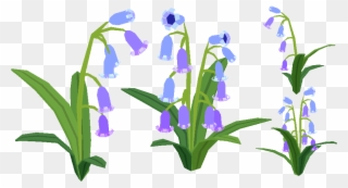 Bluebells Their Leaves Actually Look That Generic - Iris Versicolor Clipart