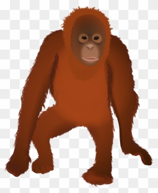 Osmawani Osmawanio Twitter - Orangutan Png Clipart