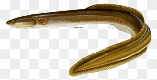 Transparent Eel - American - American Eel Png Clipart