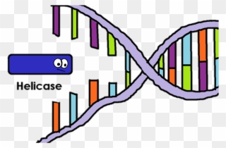 Helicase Is The Enzyme That "unzips" The Two Strands - Helicase Enzyme Clipart