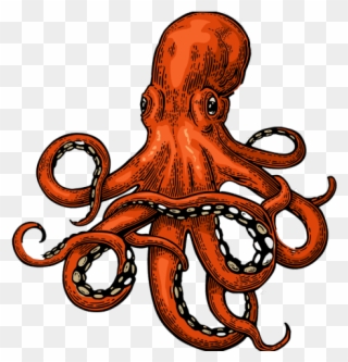 Drawn Squid Adorable - Octopus Vector Clipart