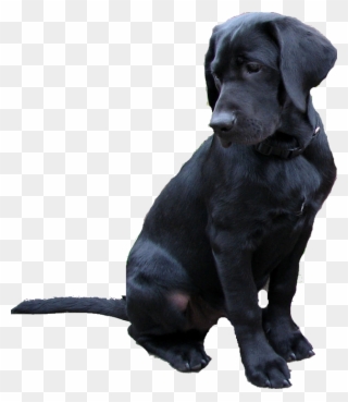 Labrador Retriever Png - Black Labrador Clipart