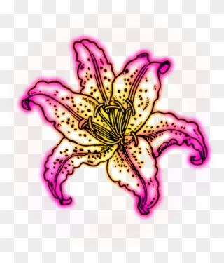 Freetoedit Neon Neonlights Pink Yellow Flower - Lily Coloring Pages Clipart