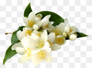 Download Hd Transparent Flowers - Jasmine Flower Transparent Background Clipart
