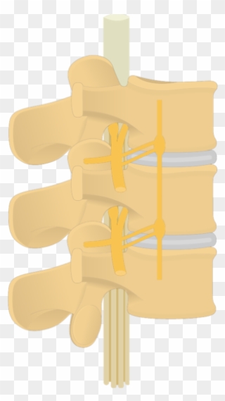 Spinal Nerve- Articulated View - Illustration Clipart