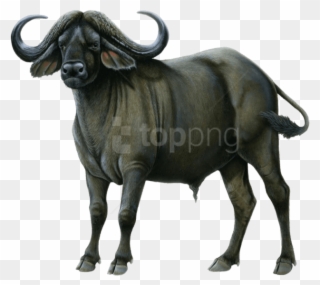 Free Png Download Buffalo Drawing Png Images Background - Buffalo Png Clipart