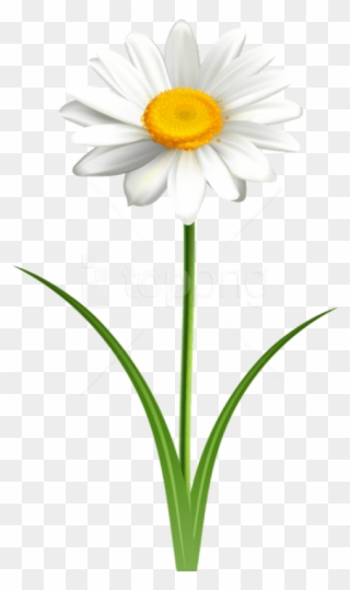 Free Png Download Daisy Flower Transparent Png Images - Daisy Flower Transparent Background Clipart