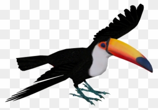 Toucan Png - Toco Toucan Png Clipart