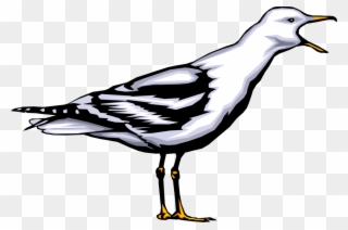 Vector Illustration Of Seabird Gull Bird Or Seagull - Möwe Clipart - Png Download