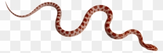 Download Snake Png Transparent Images Transparent Backgrounds - Snake Png Clipart